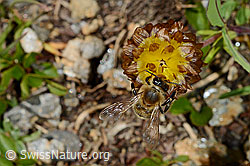 Italienische Biene (Apis mellifera ligustica) an Braun-Klee (Trifolium badium) (C173200)