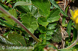 Foto: Gemeine Berg-Nelkenwurz (Geum montanum)