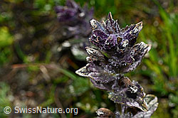 Alpenhelm (Bartsia alpina) (C173225) Alpenhelm (Bartsia alpina) (C173225)