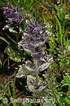 Alpenhelm (Bartsia alpina) (C173226) Alpenhelm (Bartsia alpina) (C173226)