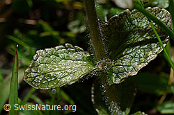 Alpenhelm (Bartsia alpina) (C173227) Alpenhelm (Bartsia alpina) (C173227)