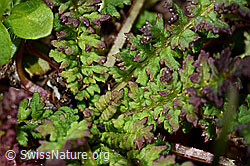 Kerners Läusekraut (Pedicularis kerneri) (C173232) Kerners Läusekraut (Pedicularis kerneri) (C173232)