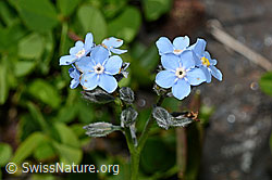 Alpen-Vergissmeinnicht (Myosotis alpestris) (C173234) Alpen-Vergissmeinnicht (Myosotis alpestris) (C173234)