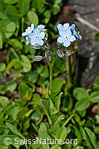 Alpen-Vergissmeinnicht (Myosotis alpestris) (C173235) Alpen-Vergissmeinnicht (Myosotis alpestris) (C173235)