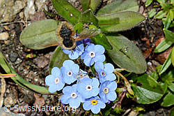 Bombylius semifuscus (Wollschweber) an Alpen-Vergissmeinnicht (Myosotis alpestris) (C173238) Bombylius semifuscus (Wollschweber) an Alpen-Vergissmeinnicht (Myosotis alpestris) (C173238)