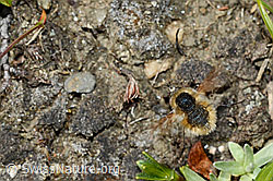Bombylius semifuscus (Wollschweber) (C173239) Bombylius semifuscus (Wollschweber) (C173239)