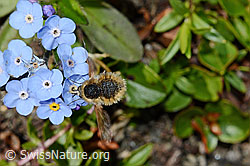 Bombylius semifuscus (Wollschweber)