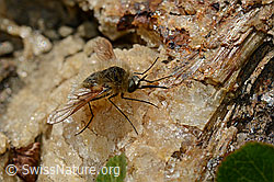 Bombylius semifuscus (Wollschweber) (C173247) Bombylius semifuscus (Wollschweber) (C173247)