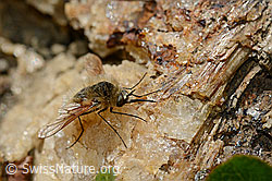 Bombylius semifuscus (Wollschweber) (C173248) Bombylius semifuscus (Wollschweber) (C173248)