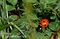 Siebenpunkt-Marienkäfer (Coccinella septempunctata) (08.2020, C173267)