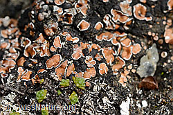 Foto: Rotschuppe (Psora decipiens)