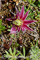 Berg-Hauswurz (Sempervivum montanum) (C173275) Berg-Hauswurz (Sempervivum montanum) (C173275)