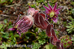 Berg-Hauswurz (Sempervivum montanum) (C173276) Berg-Hauswurz (Sempervivum montanum) (C173276)