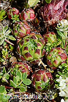 Berg-Hauswurz (Sempervivum montanum) (C173280) Berg-Hauswurz (Sempervivum montanum) (C173280)