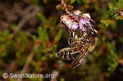 Honigbiene (Apis mellifera) an Besenheide (Calluna vulgaris) (28.08.2020, C176087)