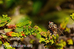 Foto: Siphona geniculata (Raupenfliege)