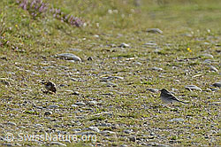 Junger Distelfink (Carduelis carduelis) und junge Bachstelze (Motacilla alba) (C176112) Junger Distelfink (Carduelis carduelis) und junge Bachstelze (Motacilla alba) (C176112)