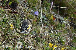 Distelfink (Carduelis carduelis) (C176129) Distelfink (Carduelis carduelis) (C176129)