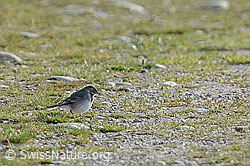 Junge Bachstelze (Motacilla alba) (C176152) Junge Bachstelze (Motacilla alba) (C176152)