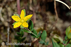 Foto: Geflecktes Johanniskraut (Hypericum maculatum)