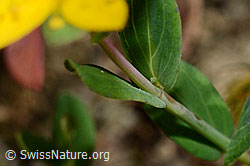 Foto: Geflecktes Johanniskraut (Hypericum maculatum)