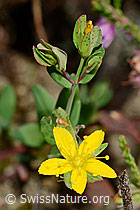 Foto: Geflecktes Johanniskraut (Hypericum maculatum)