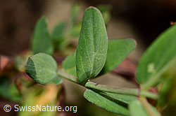 Foto: Geflecktes Johanniskraut (Hypericum maculatum)