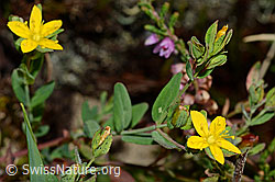 Foto: Geflecktes Johanniskraut (Hypericum maculatum)