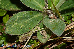 Langhaariges Habichtskraut (Hieracium pilosella) (C176190) Langhaariges Habichtskraut (Hieracium pilosella) (C176190)