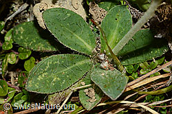Langhaariges Habichtskraut (Hieracium pilosella) (C176191) Langhaariges Habichtskraut (Hieracium pilosella) (C176191)