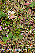 Foto: Kriechender Klee (Trifolium repens)