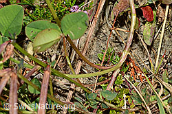 Foto: Kriechender Klee (Trifolium repens)