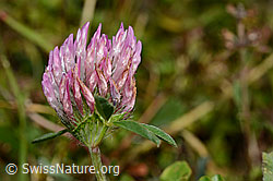 Rot-Klee (Trifolium pratense) (C176206) Rot-Klee (Trifolium pratense) (C176206)