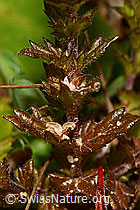 Gebräuchlicher Augentrost (Euphrasia rostkoviana) (C176228)
