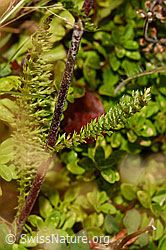 Foto: Gemeine Schafgarbe (Achillea millefolium)