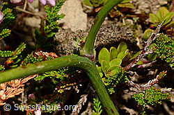Foto: Wiesen-Ferkelkraut (Hypochaeris radicata)