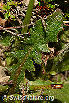 Foto: Wiesen-Ferkelkraut (Hypochaeris radicata)