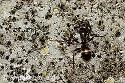 Foto: Rote Waldameise (Formica rufa)