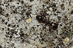 Foto: Rote Waldameise (Formica rufa)