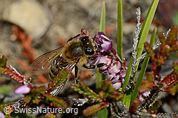 Honigbiene (Apis mellifera) an Besenheide (Calluna vulgaris) (28.08.2020, C176287)