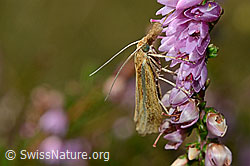 Agriphila tristella an Besenheide (Calluna vulgaris) (28.08.2020, C176307)