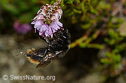 Steinhummel (Bombus lapidarius) an Besenheide (Calluna vulgaris) (28.08.2020, C176324)