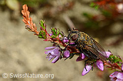 Graugelbe Polsterfliege (Pollenia rudis) auf Besenheide (Calluna vulgaris) (C176350) Graugelbe Polsterfliege (Pollenia rudis) auf Besenheide (Calluna vulgaris) (C176350)
