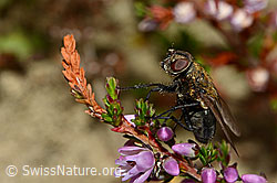 Graugelbe Polsterfliege (Pollenia rudis) auf Besenheide (Calluna vulgaris) (28.08.2020, C176353)