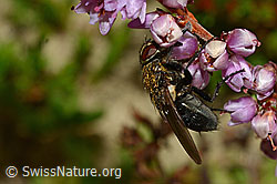 Graugelbe Polsterfliege (Pollenia rudis) an Besenheide (Calluna vulgaris) (C176354) Graugelbe Polsterfliege (Pollenia rudis) an Besenheide (Calluna vulgaris) (C176354)