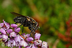 Graugelbe Polsterfliege (Pollenia rudis) auf Besenheide (Calluna vulgaris) (C176360) Graugelbe Polsterfliege (Pollenia rudis) auf Besenheide (Calluna vulgaris) (C176360)