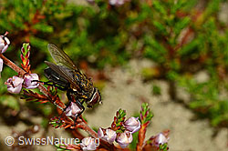 Graugelbe Polsterfliege (Pollenia rudis) auf Besenheide (Calluna vulgaris) (C176366) Graugelbe Polsterfliege (Pollenia rudis) auf Besenheide (Calluna vulgaris) (C176366)