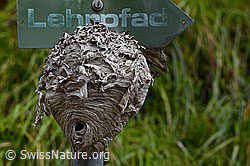 Foto: Mittlere Wespe (Dolichovespula media), Wespennest