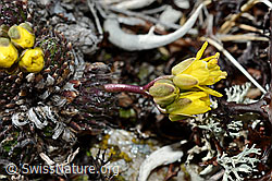 Hoppes Felsenblümchen (Draba hoppeana) (C189861) Hoppes Felsenblümchen (Draba hoppeana) (C189861)