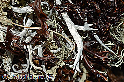 Wurmflechte (Thamnolia vermicularis) (C189870) Wurmflechte (Thamnolia vermicularis) (C189870)